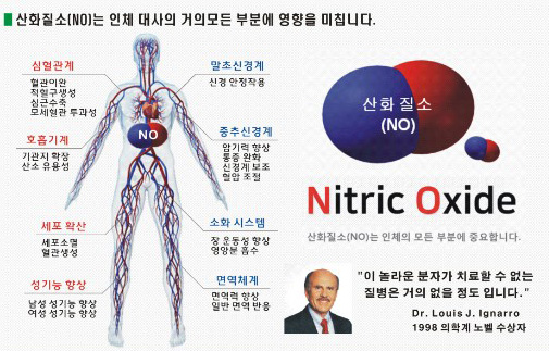 산화질소(NO)가 인체에 미치는 영향